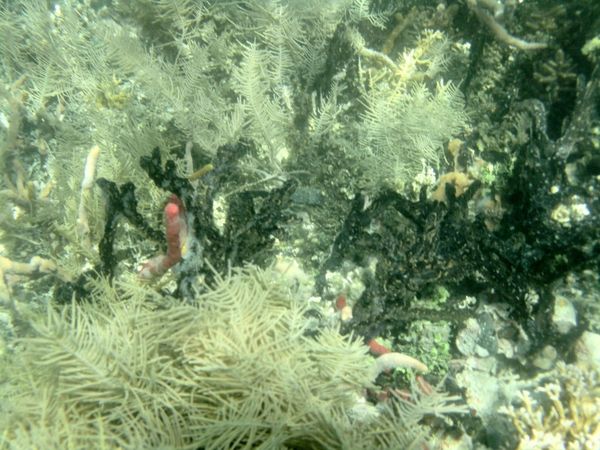 Bocas del Toro, Panama