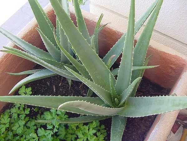 En direct du Mexique : ALOE VERA ET BIJOUX en argent
