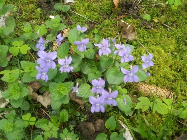 Comment prolonger le plaisir des violettes ?