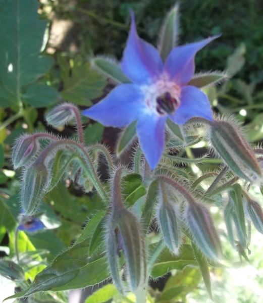 BOURRACHE : la plante qui rend heureux