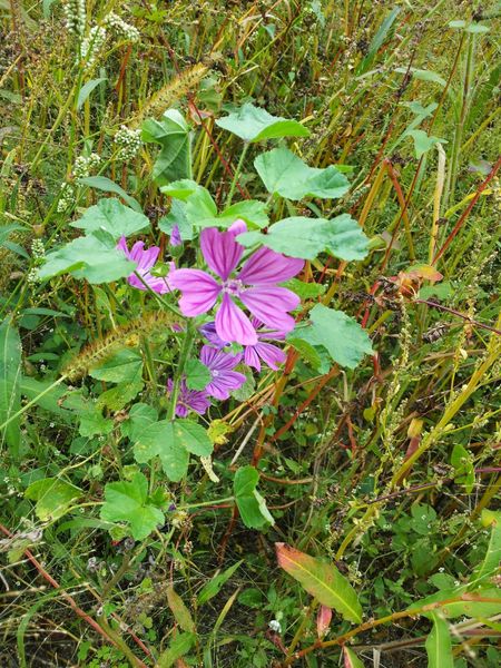 Mauve : la douceur faite fleur