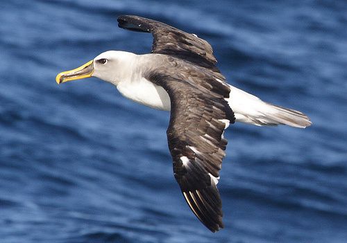 MESSAGE DES ALBATROS