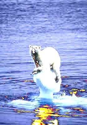Ours sur la banquise...