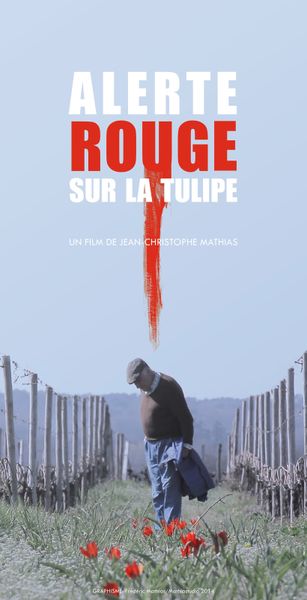 Les dernières tulipes sauvages de l'entre deux mers