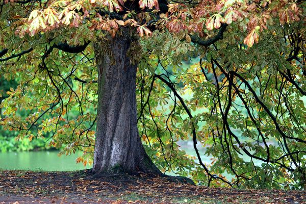 L'arbre qui cache la forêt