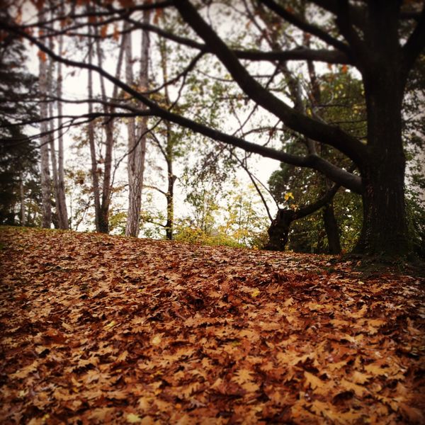 Des crêpes en automne