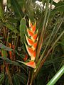 Heliconia
