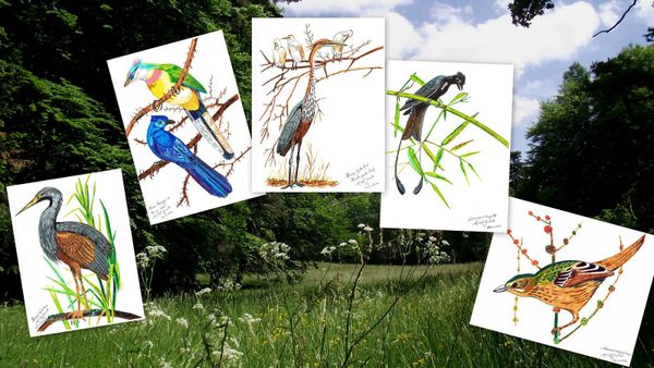 "Oiseaux" (classement)