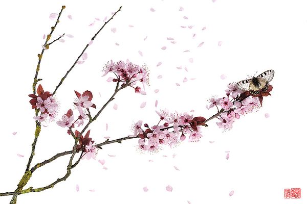 "Hanami" ou l'art de regarder les fleurs...
