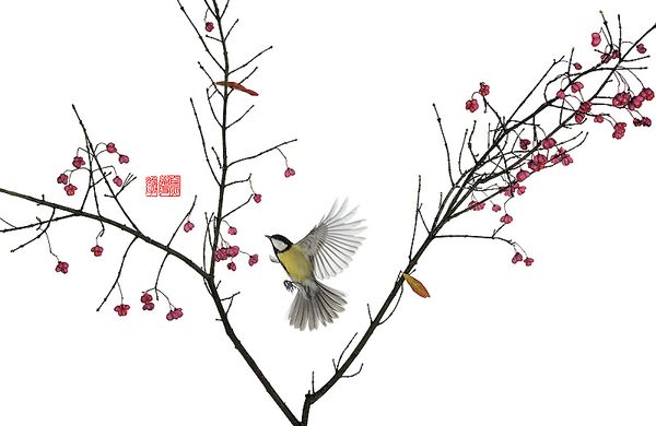 Fais-moi un Bird Dis !