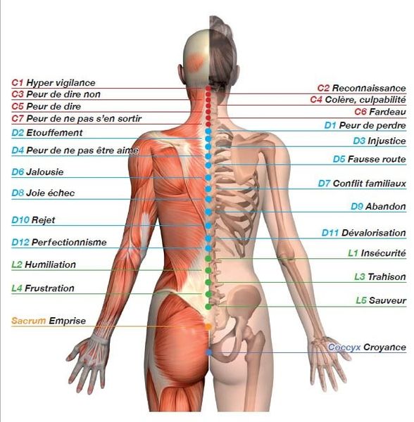 Illustration tirée du livre de R.Fiammetti : les cartes du langage émotionnel du corps