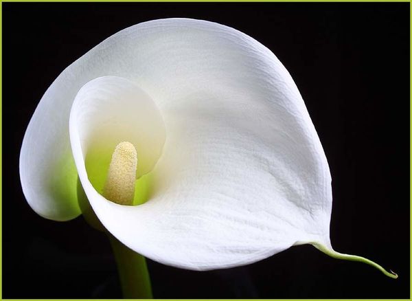 Pourquoi les fleurs sont-elles belles ?