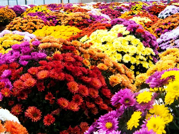 Chrysanthèmes