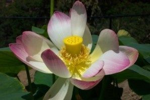 Des scientifiques découvrent les secrets de longévité du lotus sacré (1 300 ans)