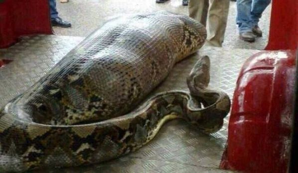 Un python a avalé un indou dans l’Etat indien du Kerala