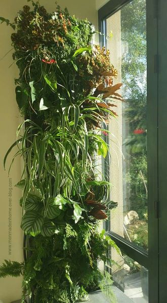 Mur végétal... la nature s'invite à l'intérieur