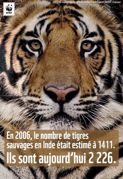 tigres en Inde