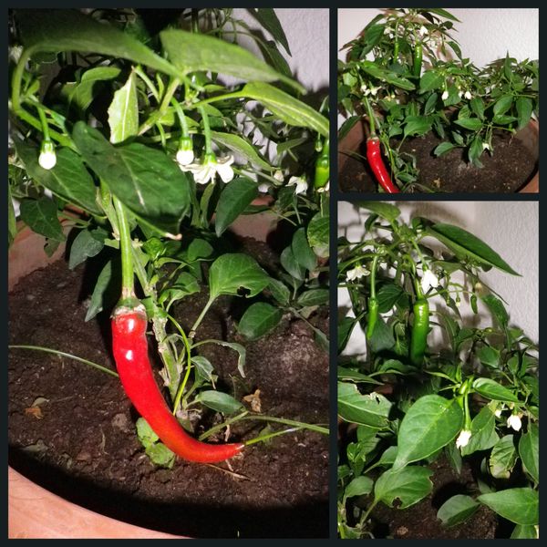 Notre tout premier PIMENT !