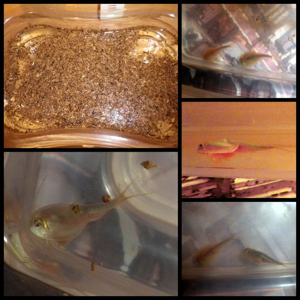 TRIOPS...