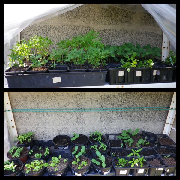 ça pousse au potager !