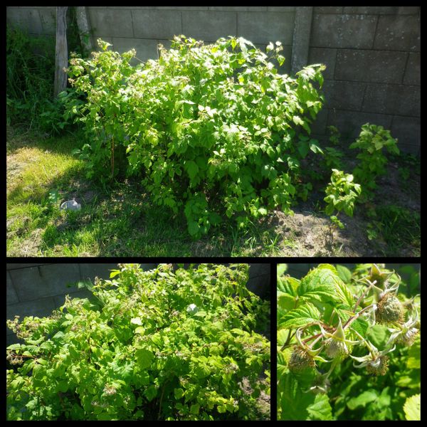 ça pousse au potager !