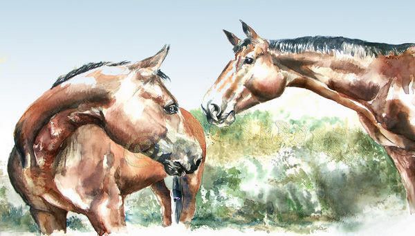 Hi-Pic - Un projet solidaire au handicap où le cheval est roi