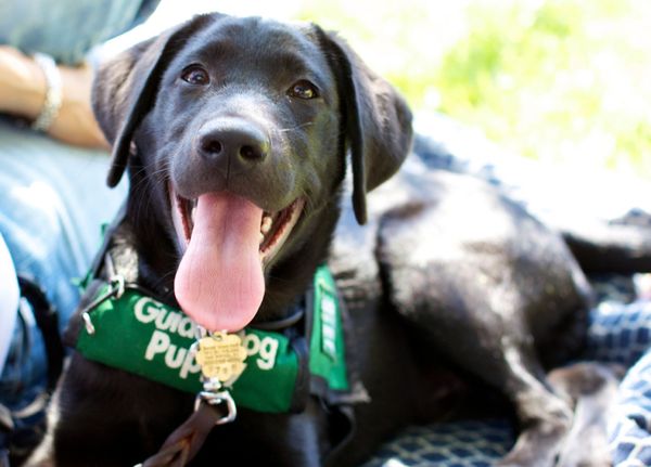 Quimper: Un jeune aveugle viré d'un restaurant à cause de son chien!
