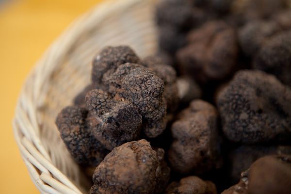 8e Fête de la Truffe de Montpellier Agglomération