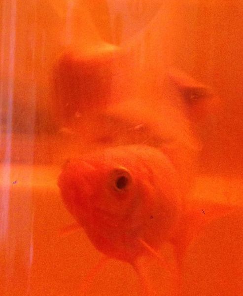 Photo du mois de Juin : «Orange».
