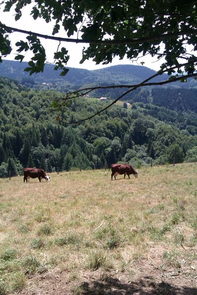 Bel été
