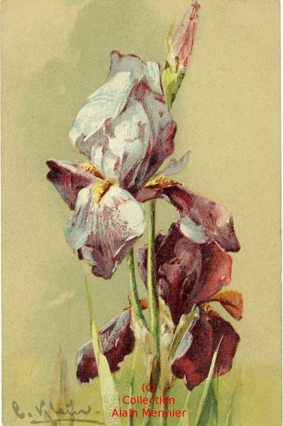 Iris -2293- Illustratrice Catherine KLEIN. Allemagne. 1909.