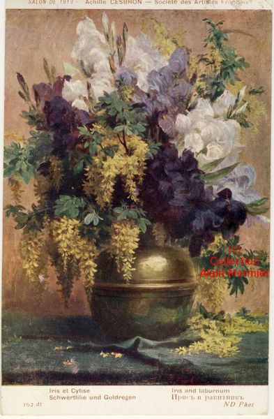 Iris -2280- CESBRON Achille. Iris et cytise. France. 1914.