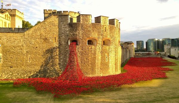 Les coquelicots de la Tour de Londres! / The Tower of London Poppies!