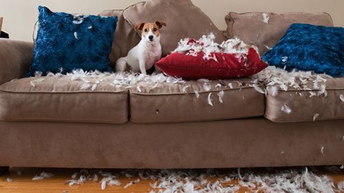 why do dogs furniture why do dogs to bite the furniture lisahomedesign why do dogs furniture why do dogs to bite the furniture lisahomedesign