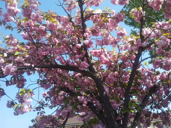 Jouer et découvrir #14 – Tableau de printemps.
