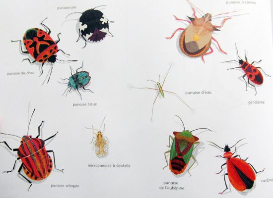 La toile. Texte et illustrations d'Isabelle SIMLER. (Dès 3 ans)
