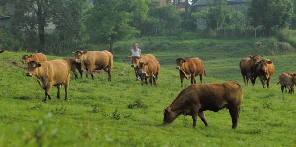 Les menaces du CETA sur l'agriculture française et canadienne
