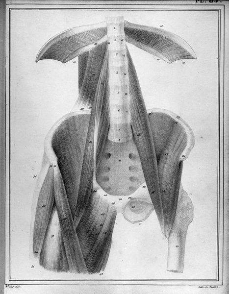 CLOQUET, Jules Germain. Manuel d'anatomie descriptive du corps humain. Paris : Béchet Jeune, 1825, vol. 2, pl. 86 Lithographie de Feillet