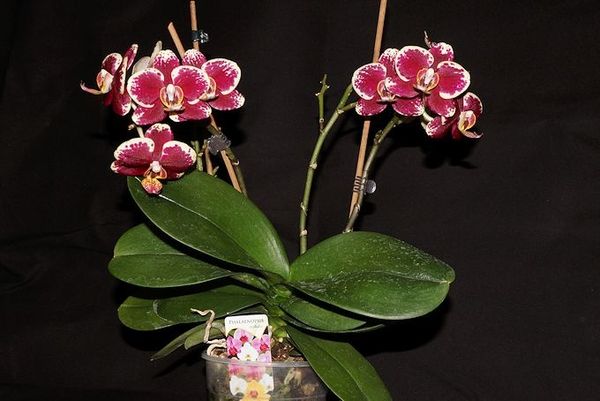 phalaenopsys