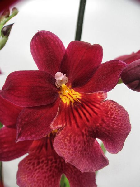 Miltonia