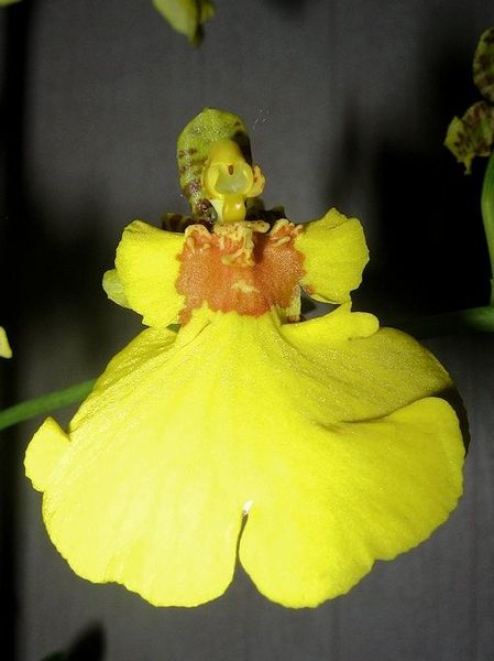 oncidium