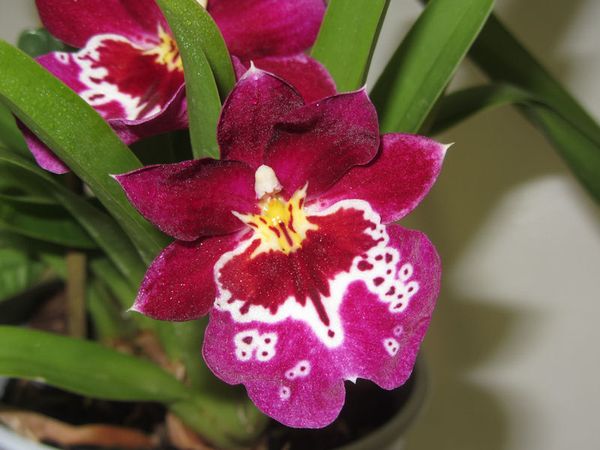Miltonia, fleur de pensée