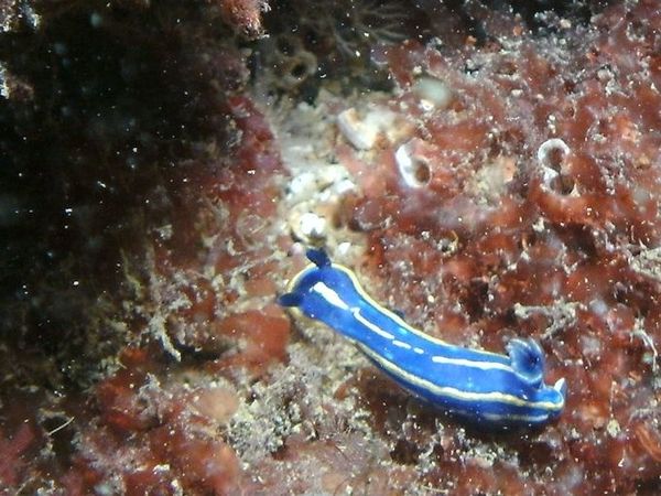 petite limace aquatique