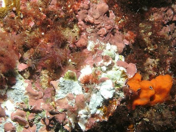 fond recouvert d'éponges et d'algues incrustantes