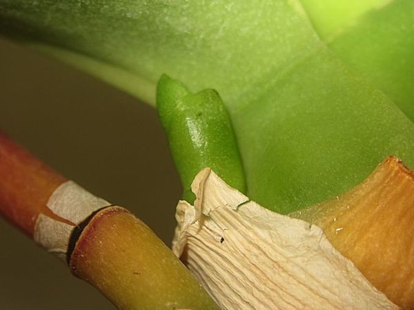 bouton de phalaenopsis