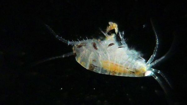 Larve de mer