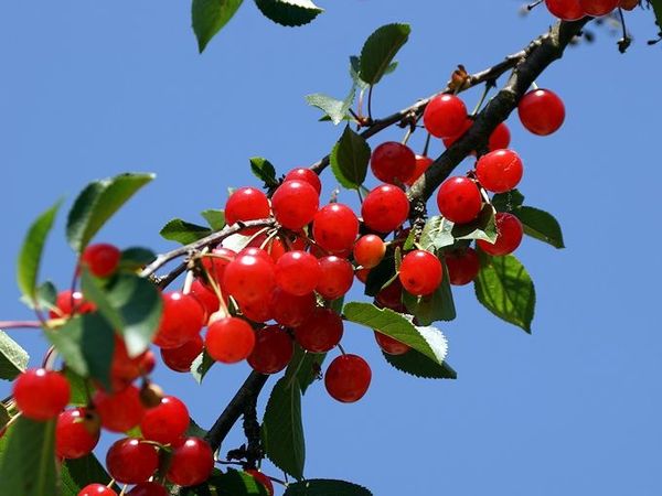 cerises