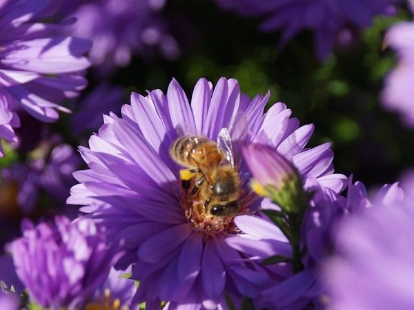habitants des jardins