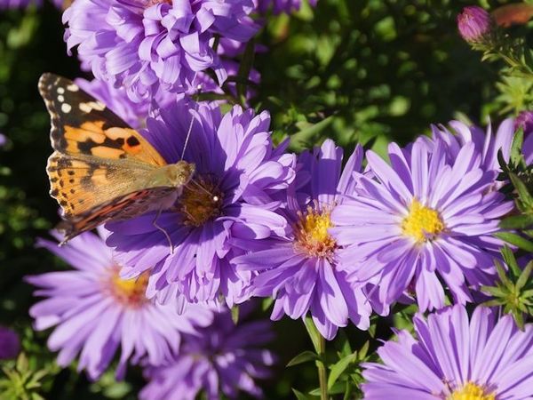 les habitants des jardins