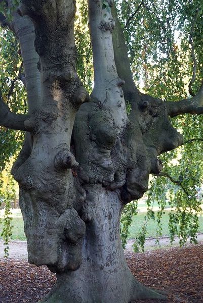 arbres originaux